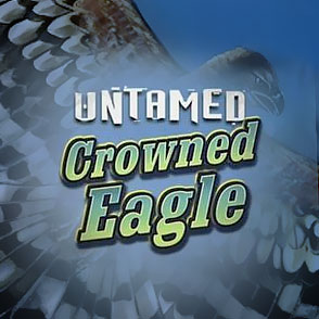 Играйте в симулятор Untamed Crowned Eagle бесплатно, не проходя регистрацию онлайн